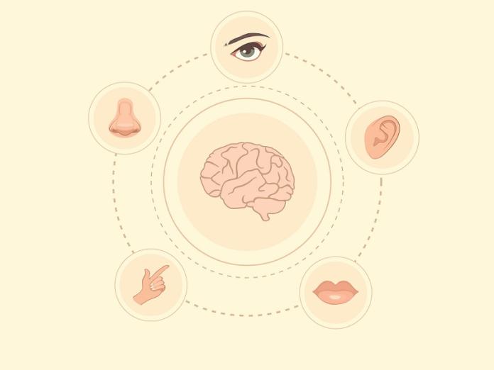Illustration af sanser. En cirkel med en illustration af en hjerne i midten og rundt om fem andre illustrationer: et øje, et øre, en mund, en hånd der peger og en næse.